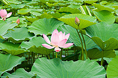 8 8 華人永久免費：武俠江湖：華人永久免費，江湖再起風云-1