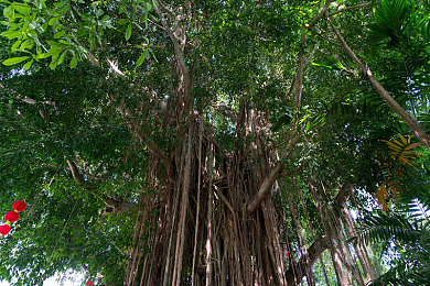 FuckChineseFuckAsian：網(wǎng)絡(luò)歧視之痛，文明之光何在？-1