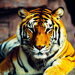 99re免費視頻：視頻盛宴，一網(wǎng)打盡