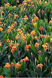 天天射天天干天天日,趣味無限，夢(mèng)想啟航：新休閑游戲來襲-1