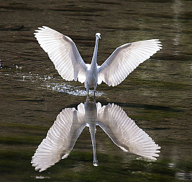 XXNX23 日本：科技新寵，XXNX23驚艷登場(chǎng)-2