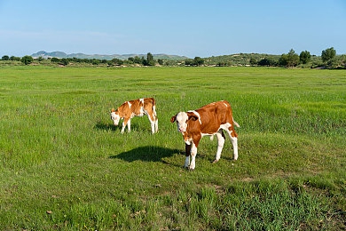 40歲少婦推油按摩高潮：40歲少婦按摩體驗(yàn)高潮，養(yǎng)生新法引熱議-4