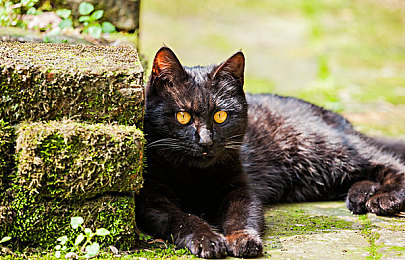 janpan白嫩豐滿老師：魅力教師驚艷教育界