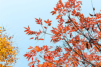 唐三插曲比比東不亦樂乎nba,《斗羅大陸》唐三NBA對決，精彩紛呈！