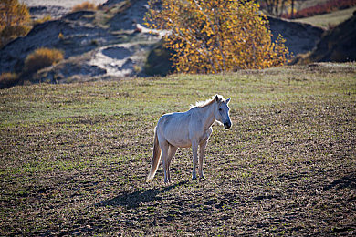 119149·神秘：揭開神秘組織119149之謎-1