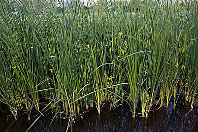 furry巨大粗爽Gay黃動漫：獨(dú)特風(fēng)格引關(guān)注，furry動漫新篇章-2