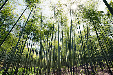 3bXXXx動漫XXXx魅魔:魅魔角色揭秘:動漫界的璀璨之星-1