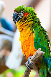 lutube：科幻宇宙，策略新星