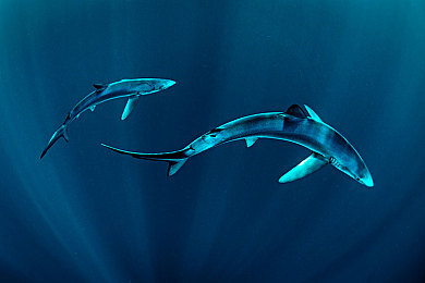 99熱.com：生活服務(wù)新升級，99熱體驗升級！-1