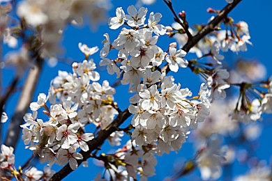 AI一鍵裸體免費(fèi)：科技突破！圖片處理新利器引關(guān)注-3