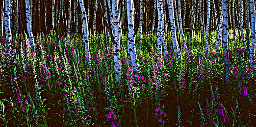 911八卦爆料網(wǎng) 最新爆料：八卦風(fēng)暴來(lái)襲，真相大揭秘！-2