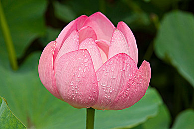 91黑料專區(qū)爆料：娛樂圈風(fēng)波：揭秘黑料，真相幾何？-2