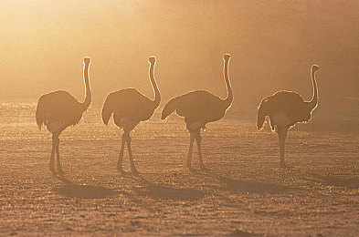 99re這里只有：極致服務，99re領(lǐng)跑未來-1