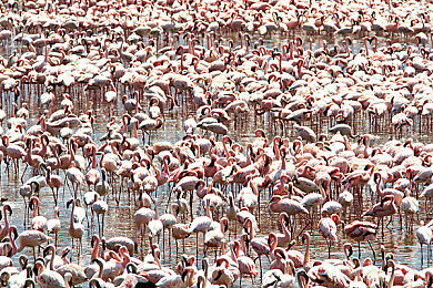 Evelynlin雙槍大戰(zhàn)黑人：女子雙槍大戰(zhàn)，街頭英勇護珠寶-3