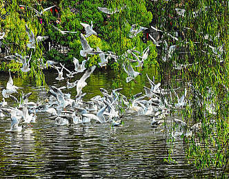 95版意大利《泰山》：泰影傳奇，泰山再起-2