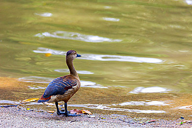 91黃色軟件：應(yīng)用新寵，便捷生活-2