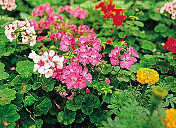 a√天堂資源中文8：數(shù)字天堂，資源盛宴-4