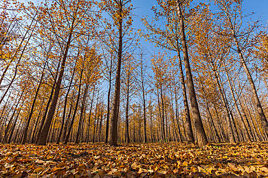 SPA老中醫(yī)按摩高潮：中醫(yī)SPA新潮流，身心放松新體驗(yàn)-3