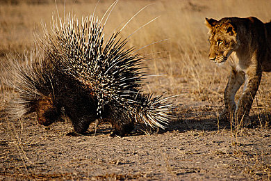 3DXXXX動(dòng)漫XXXX魅魔：探尋失落寶藏，3D動(dòng)漫魅魔大冒險(xiǎn)-3