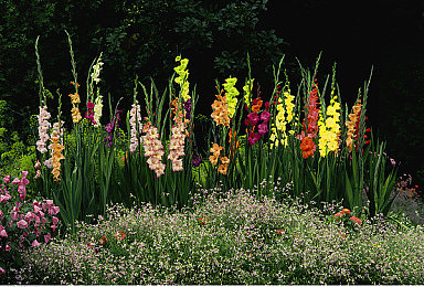 99熱只有這里有精品：揭秘“99熱”：海量精品，用戶為之瘋狂-1