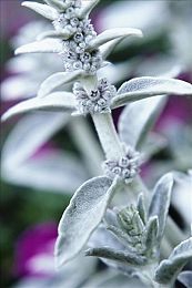 XVDEVⅠOSBBC黑人：奇幻探險(xiǎn)新體驗(yàn)，神秘游戲引熱潮-3