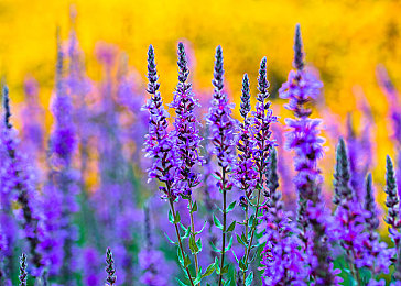 吃瓜AV,短視頻新寵：趣味互動(dòng)引關(guān)注-3