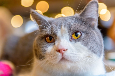 3d強(qiáng)斗破蒼穹美杜莎人物游戲：斗破新紀(jì)元，美杜莎傳奇-5