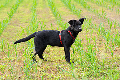 DD4男男安裝包免費：免費大放送！《DD4男男》安裝包免費暢玩-3