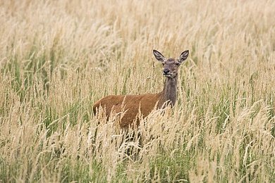 Gay男男無套大戰(zhàn)：異世界奇遇，激情挑戰(zhàn)來襲-2
