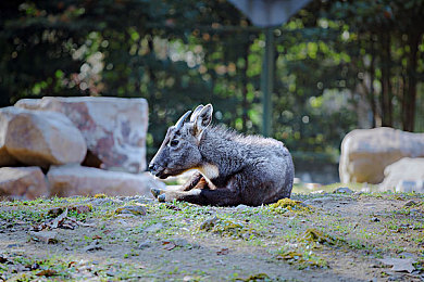 99熱99熱99熱：網(wǎng)絡(luò)熱詞背后的時代密碼-5