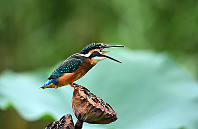 91豆花：豆花新寵，營(yíng)養(yǎng)滿(mǎn)分！-4