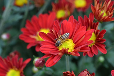 chineseblackBBC黑人：多元時代，種族歧視如何消除？-3