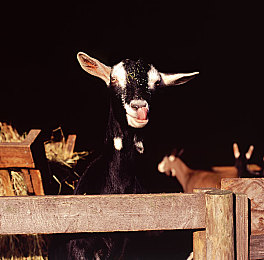 Gay體育生露大鳮的網(wǎng)站：校園體育夢，游戲大挑戰(zhàn)