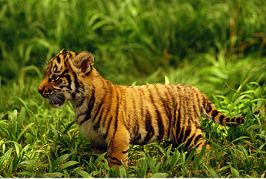 caopon：社交新貴caopon：打造互動新體驗-4